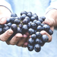 Organic Fruit organic fruit online